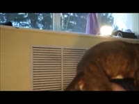 Amateur beastiality sex with dog and kinky girl